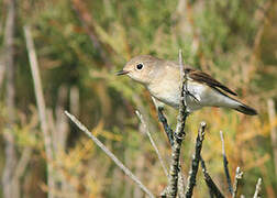 Red-breasted Flycatcher