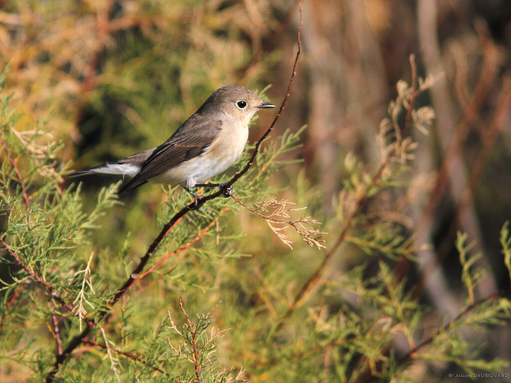 Red-breasted Flycatcher, identification