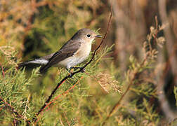 Red-breasted Flycatcher