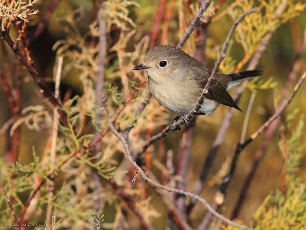 Red-breasted Flycatcher, identification