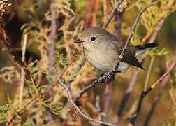 Red-breasted Flycatcher