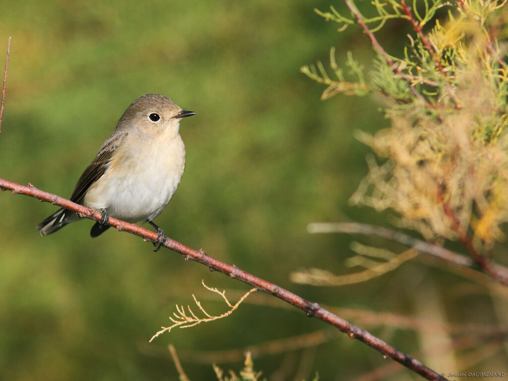 Red-breasted Flycatcher, identification