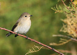 Red-breasted Flycatcher