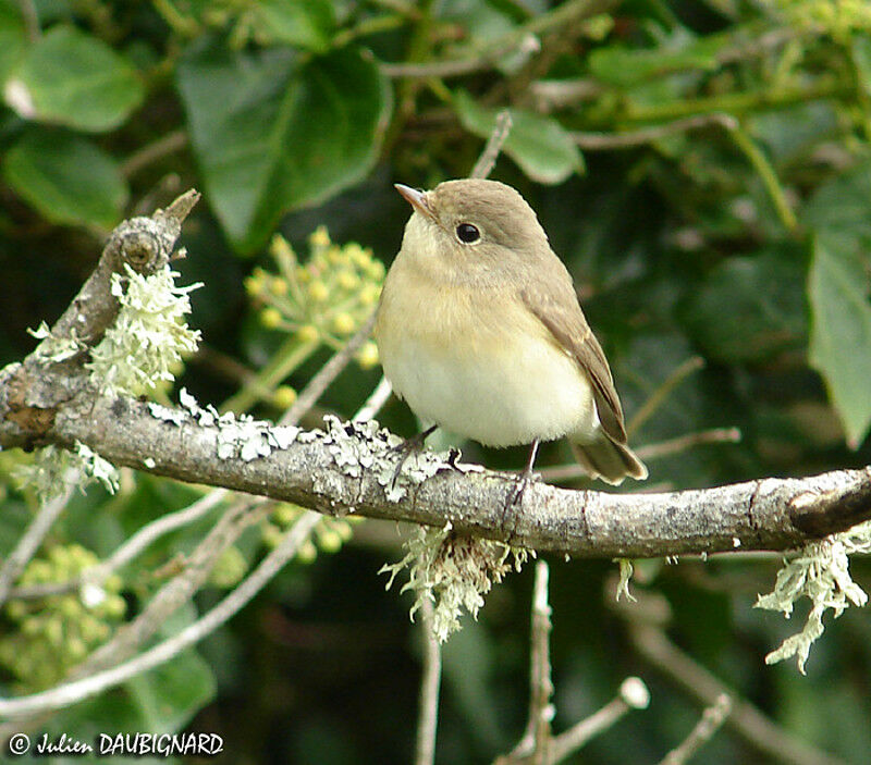 Red-breasted Flycatcher