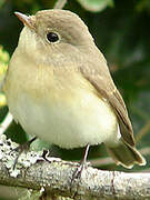 Red-breasted Flycatcher