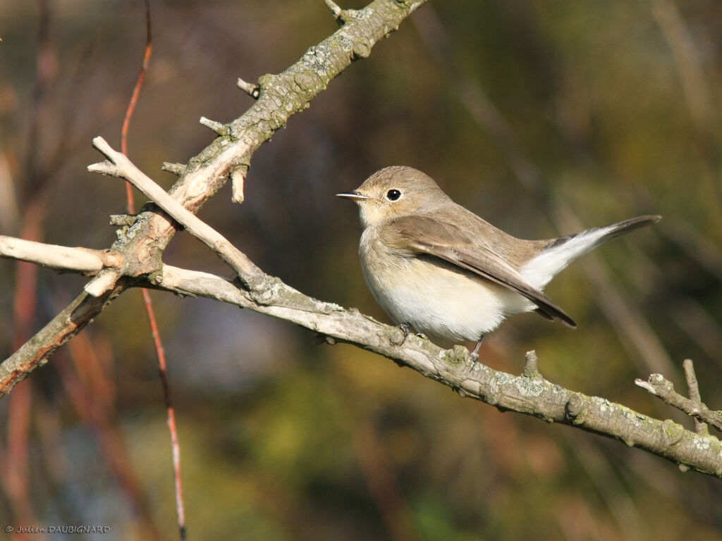 Red-breasted Flycatcher, identification