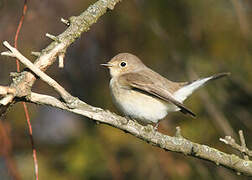 Red-breasted Flycatcher