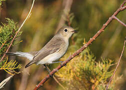 Red-breasted Flycatcher