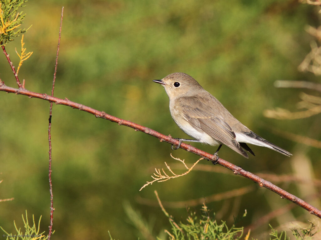 Red-breasted Flycatcher, identification