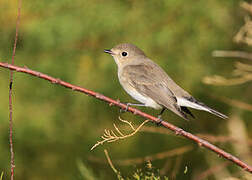 Red-breasted Flycatcher