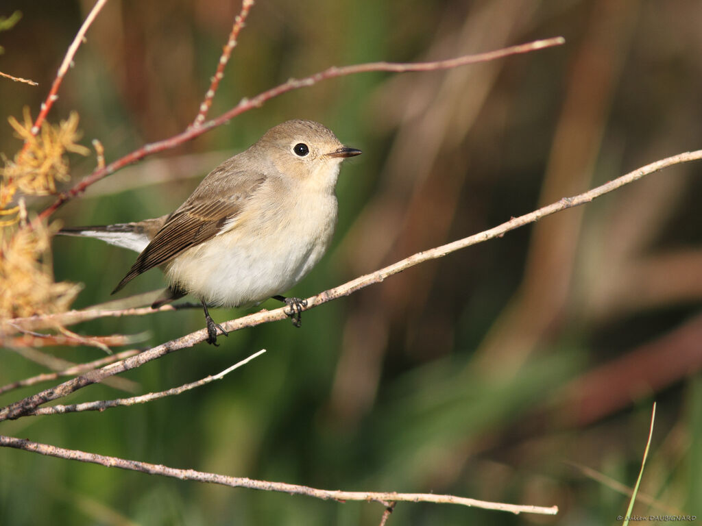 Red-breasted Flycatcher, identification