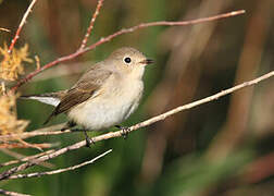 Red-breasted Flycatcher