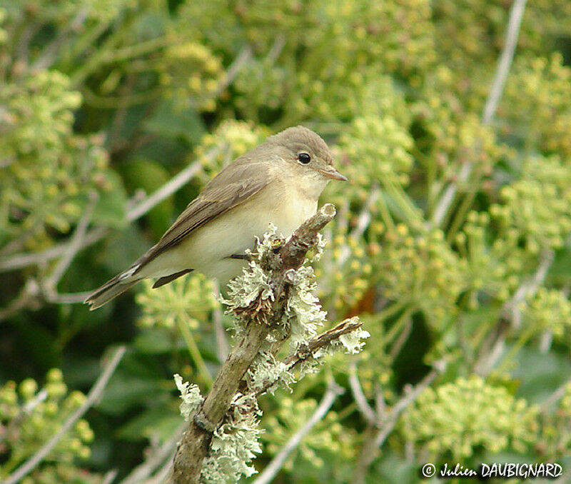 Red-breasted Flycatcher