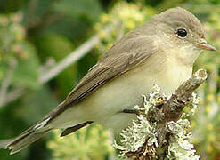 Red-breasted Flycatcher