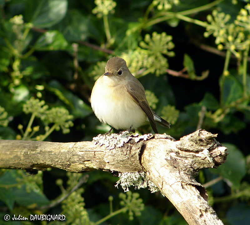 Red-breasted Flycatcher