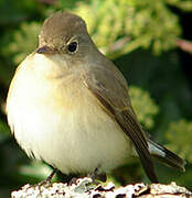 Red-breasted Flycatcher