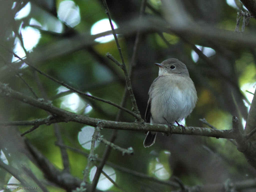 Red-breasted Flycatcher, identification