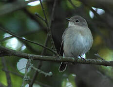 Red-breasted Flycatcher