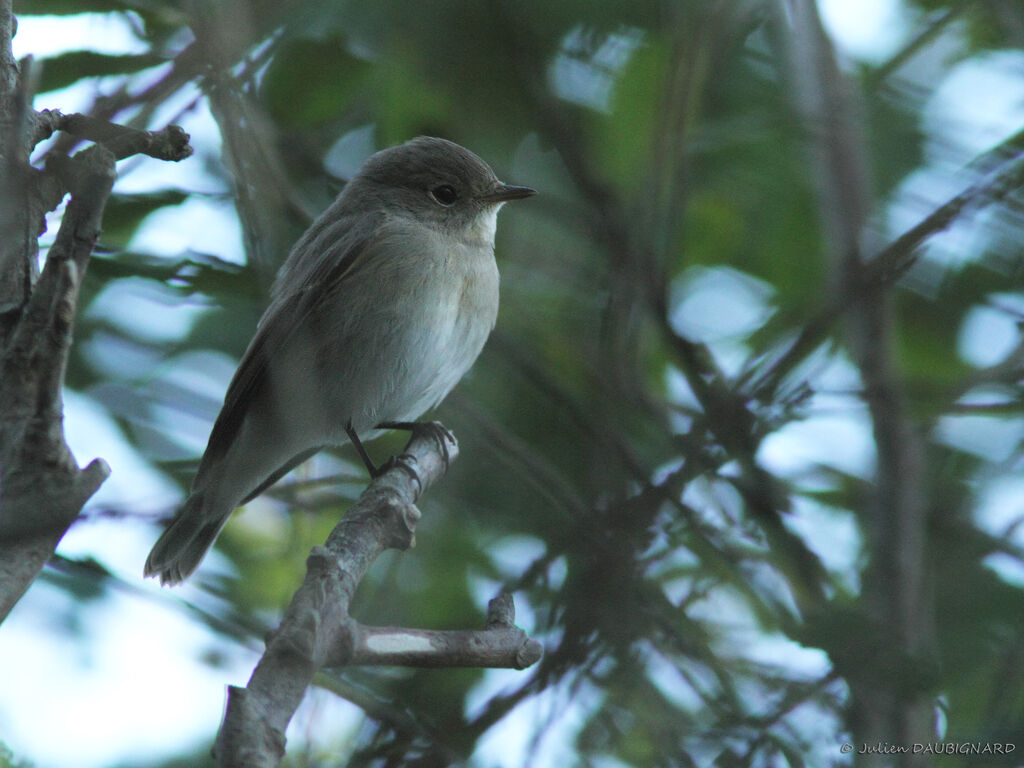 Red-breasted Flycatcher, identification