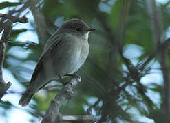 Red-breasted Flycatcher