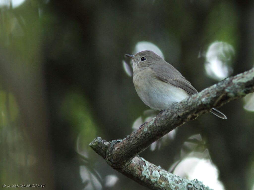 Red-breasted Flycatcher, identification