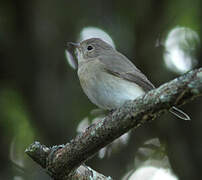 Red-breasted Flycatcher