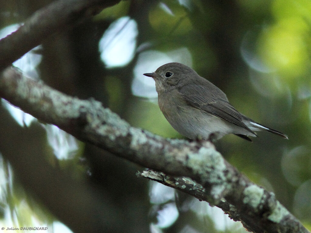 Red-breasted Flycatcher, identification