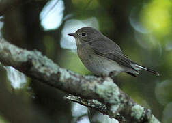 Red-breasted Flycatcher