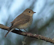 Red-breasted Flycatcher