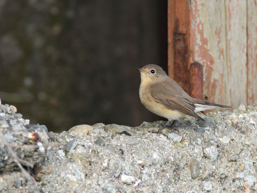 Red-breasted Flycatcher, identification