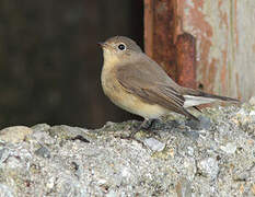 Red-breasted Flycatcher