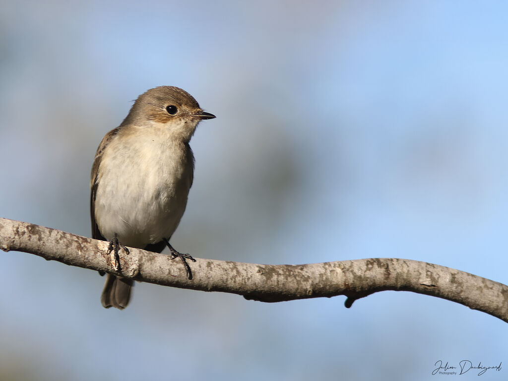 Gobemouche noir, identification
