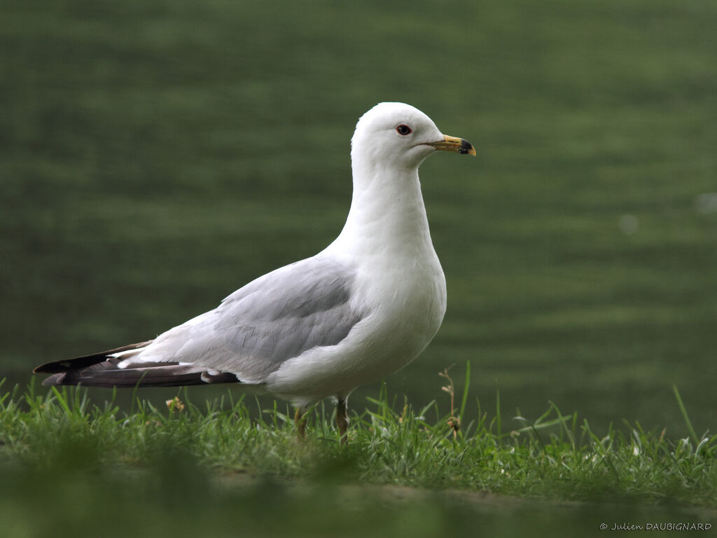 Ring-billed Gull, identification