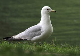 Ring-billed Gull