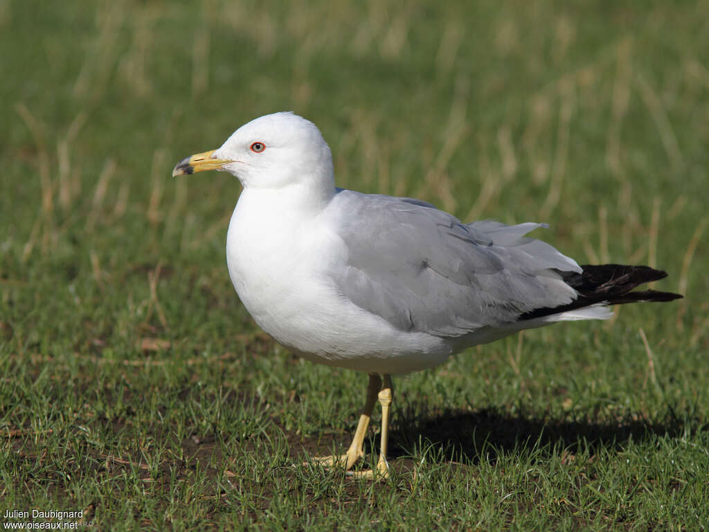 Ring-billed Gulladult, identification