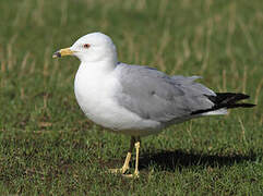 Ring-billed Gull