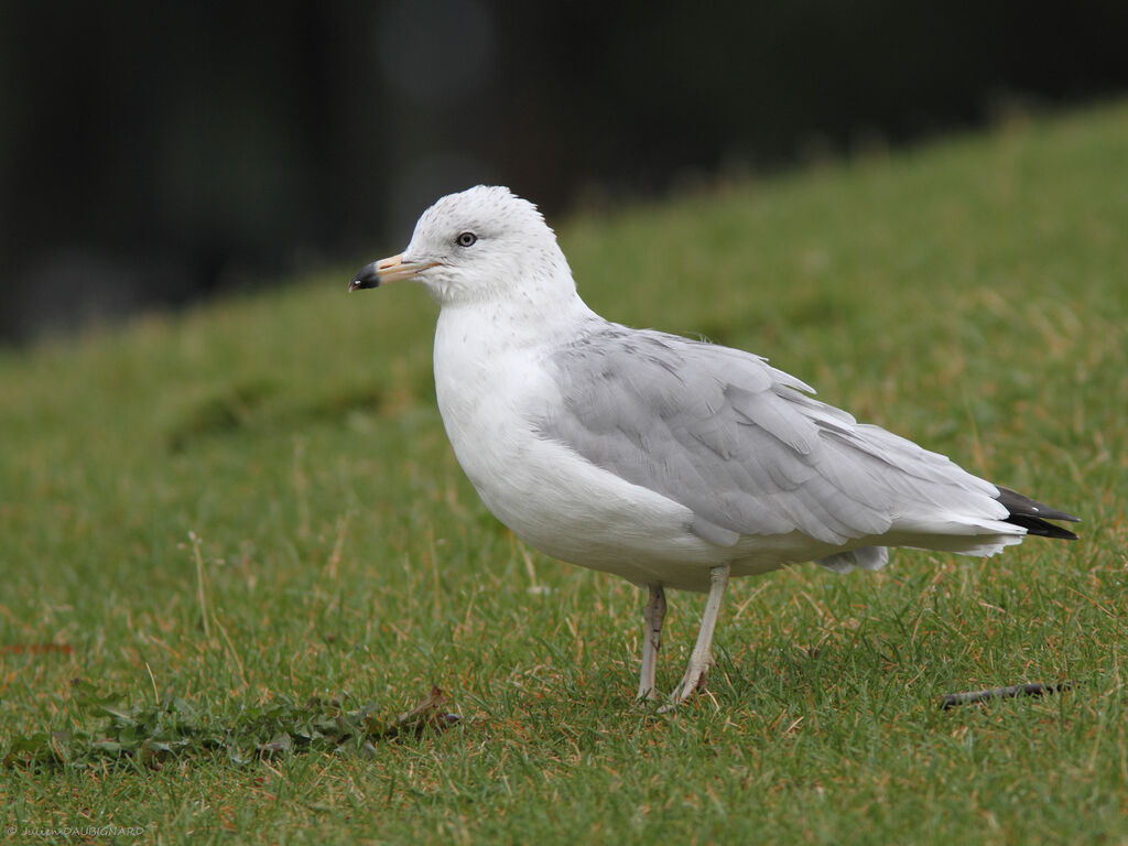 Ring-billed GullSecond year, identification