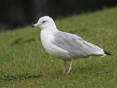 Ring-billed Gull