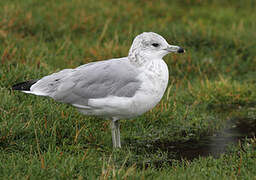 Ring-billed Gull