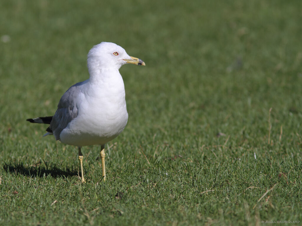 Ring-billed Gulladult, identification