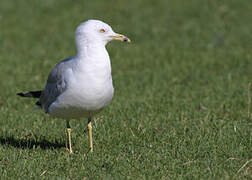 Ring-billed Gull