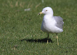 Ring-billed Gull