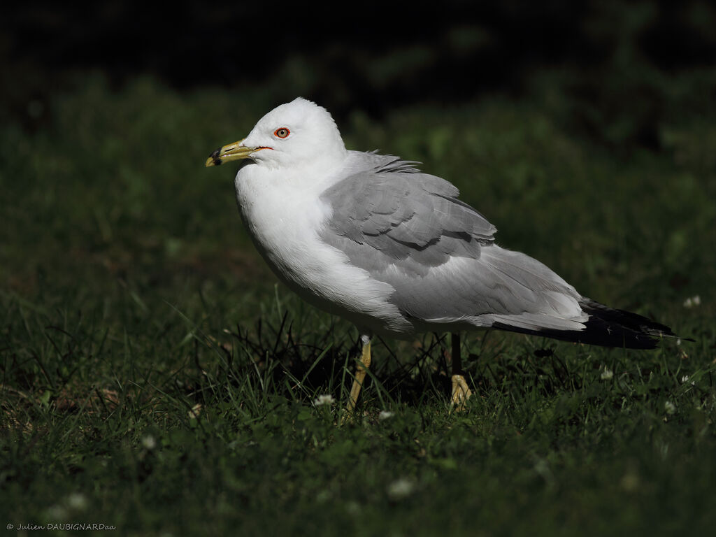 Ring-billed Gulladult, identification