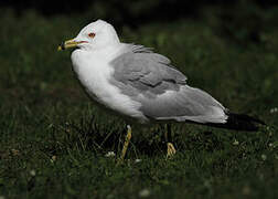 Ring-billed Gull