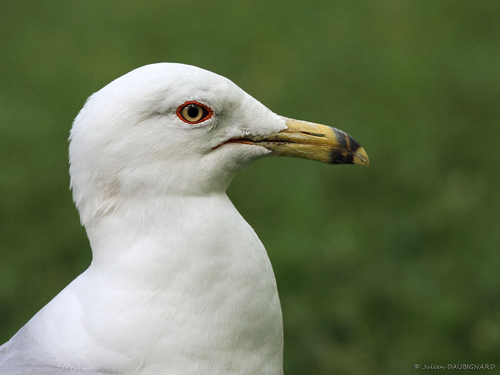 Ring-billed Gulladult, identification, close-up portrait