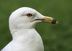 Ring-billed Gull