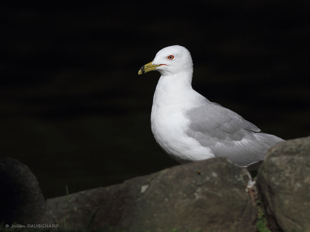 Ring-billed Gulladult, identification