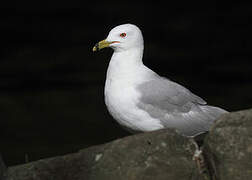 Ring-billed Gull