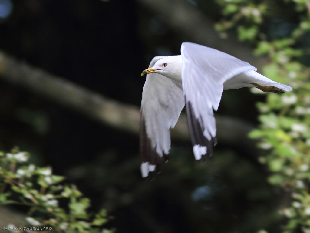 Ring-billed Gulladult, Flight