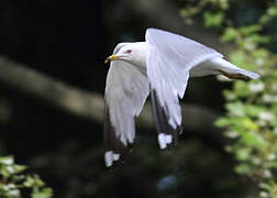 Ring-billed Gull